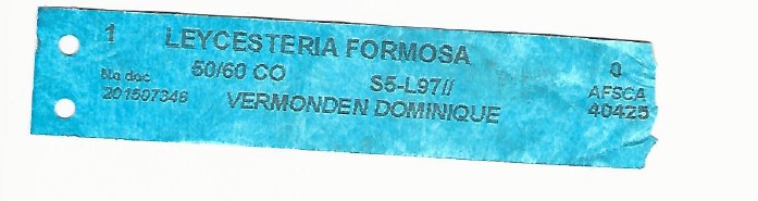 Leycesteria Formosa 0001.jpg